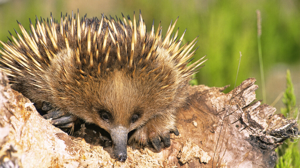 The Echidna  Is One of the World s Strangest Mammals 