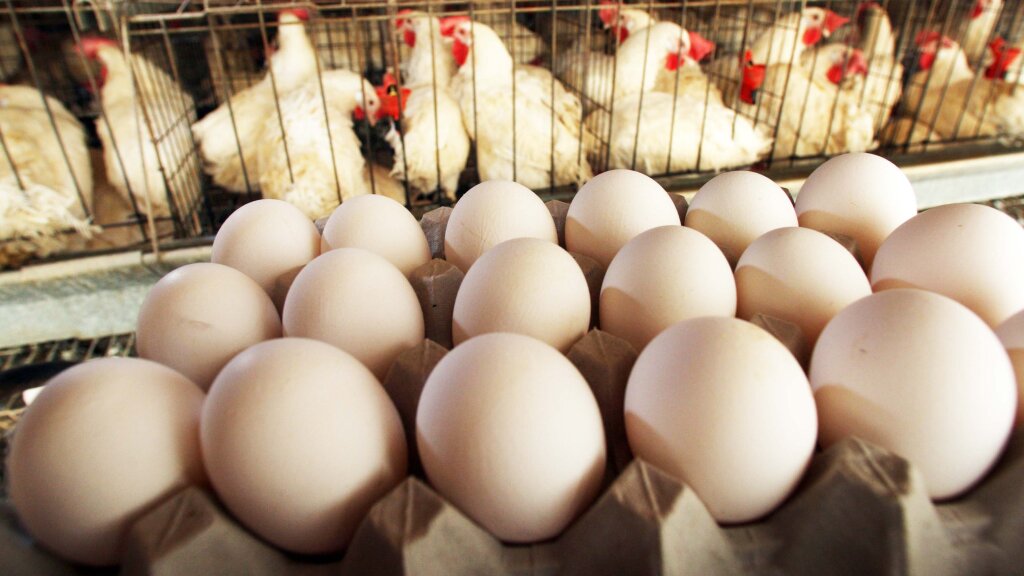 how-can-you-tell-if-a-chicken-egg-is-fertilized-howstuffworks