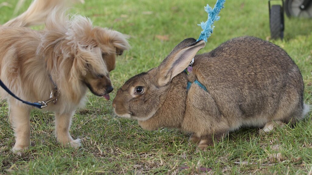 giant cuddly bunny