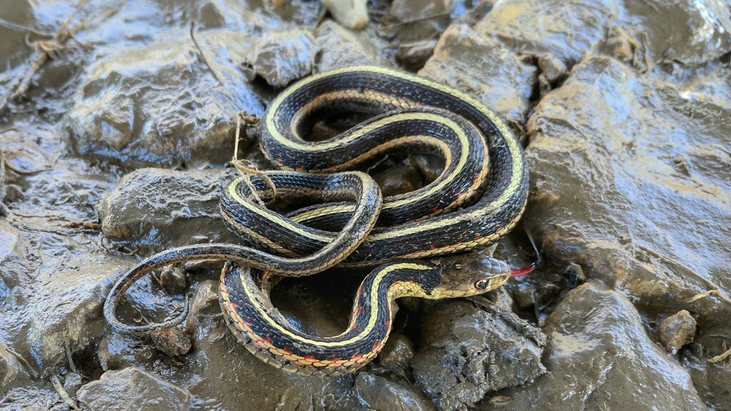 the-harmless-garter-snake-is-your-garden-s-best-friend-howstuffworks