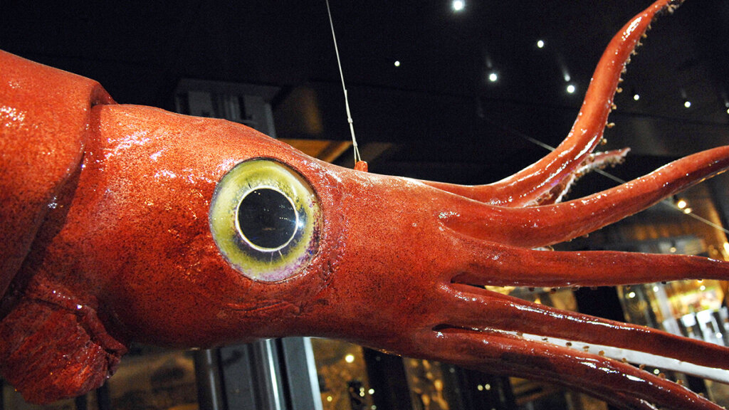 giant-squid-giant-eyes-but-relatively-small-optic-lobe-howstuffworks