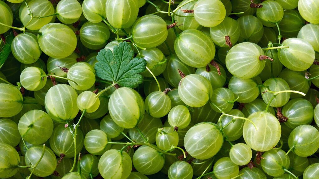 the-once-banned-gooseberry-has-made-a-comeback-in-the-u-s-howstuffworks