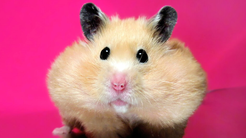 animals similar to hamsters