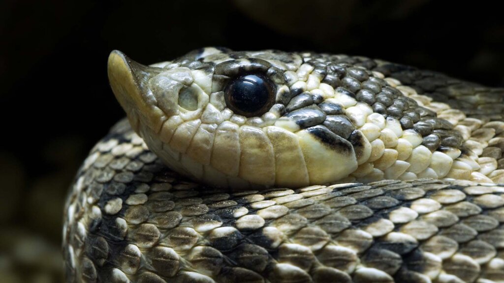 Hognose Snakes Play Dead Like Opossums | HowStuffWorks