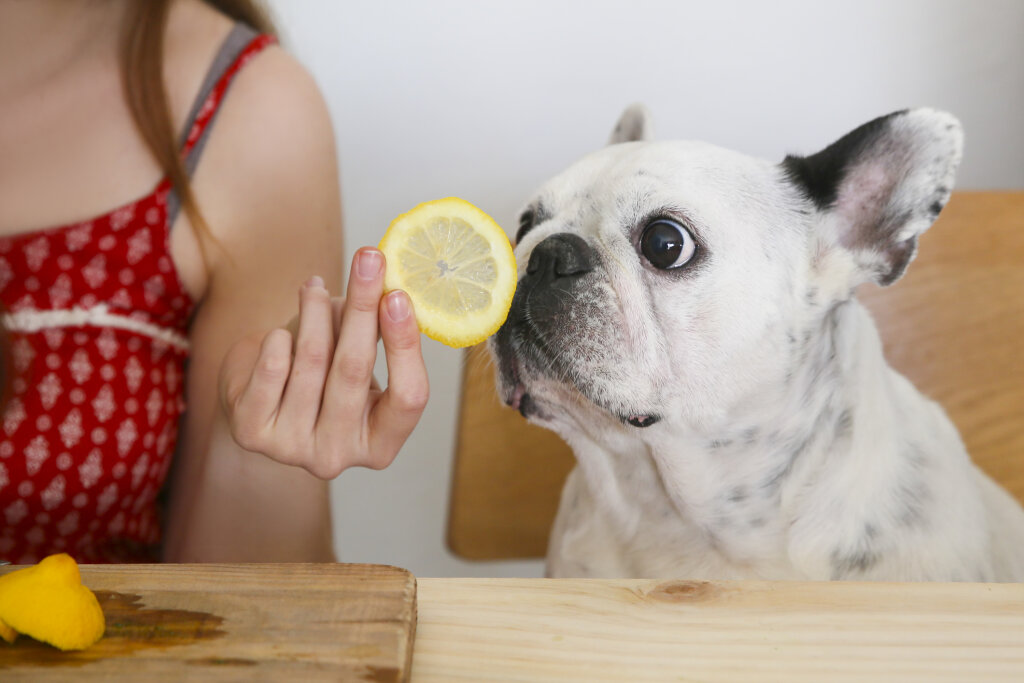 a-human-s-sense-of-smell-is-actually-as-good-as-a-dog-s-howstuffworks