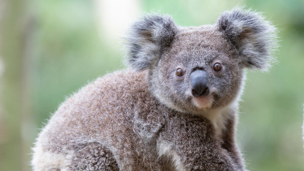 korimco koala