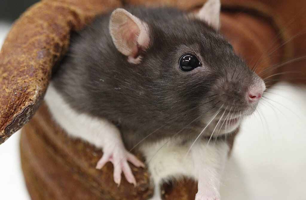 Are lab rats really prone to cancer? | HowStuffWorks