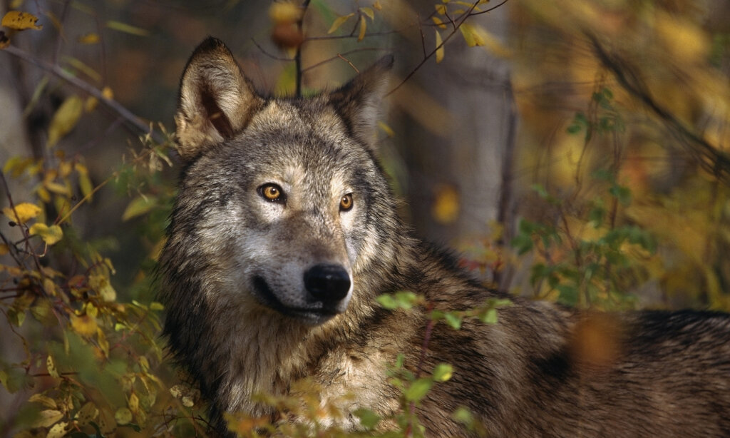 Dispersing Wolves | HowStuffWorks