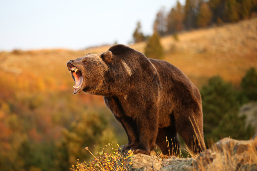 Can You Outrun A Bear Reddit Is The Mexican Grizzly Bear Extinct Howstuffworks