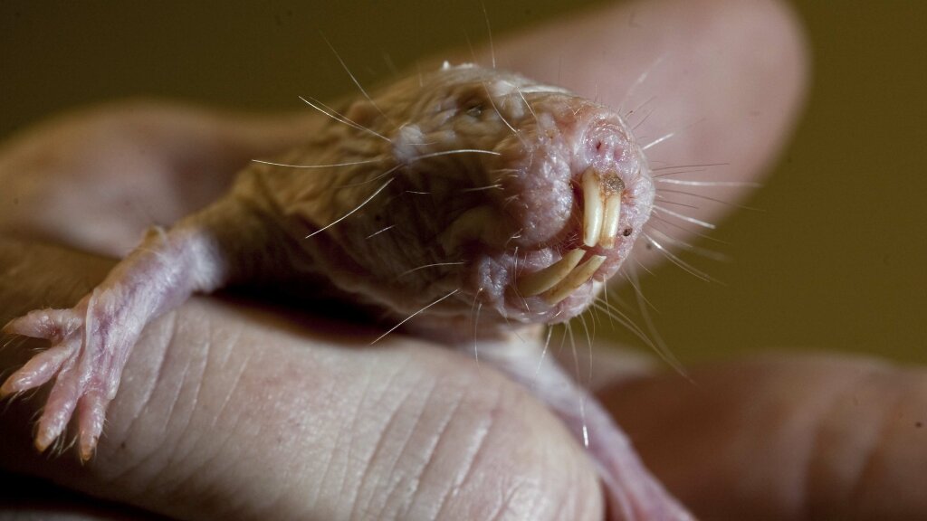 For Naked Mole Rats, Age Doesnt Increase the Risk of 