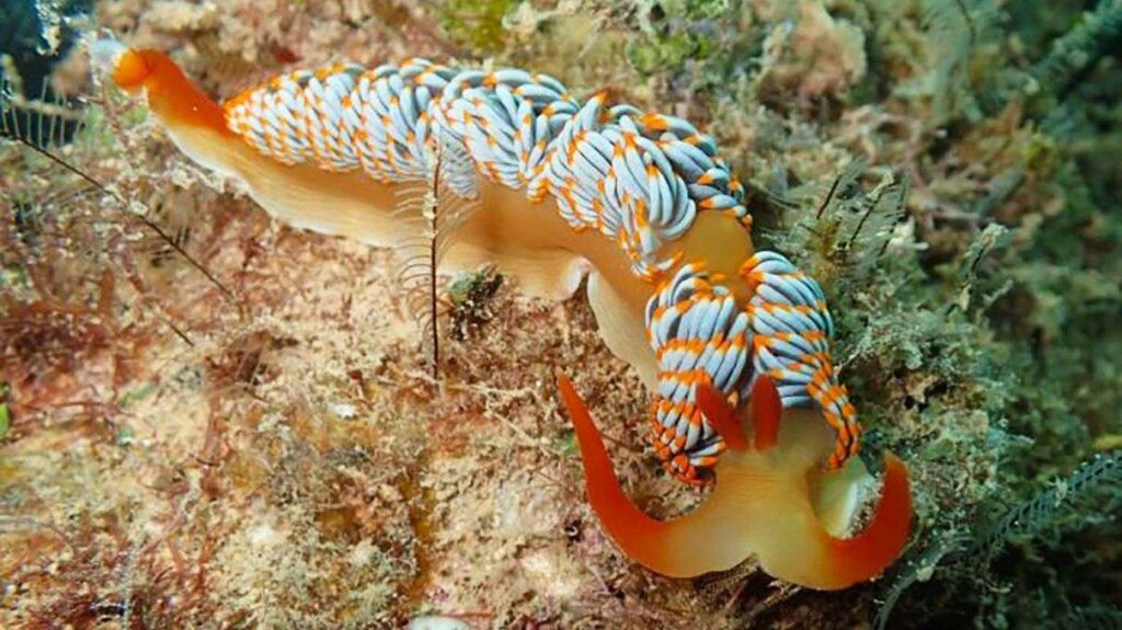 This New Sea Slug Species Needs a Name