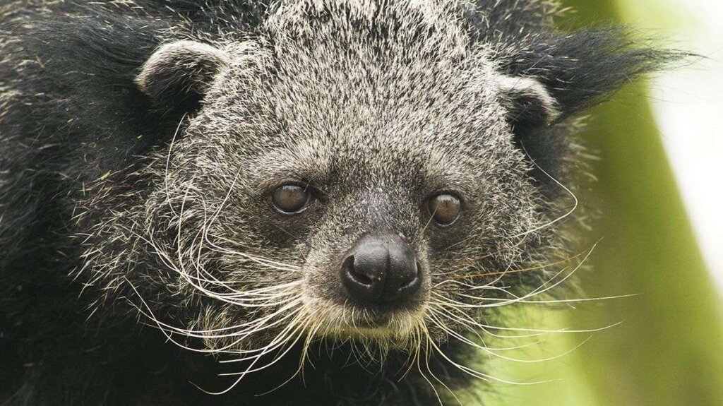 binturongs-smell-like-hot-buttery-popcorn-now-we-know-why