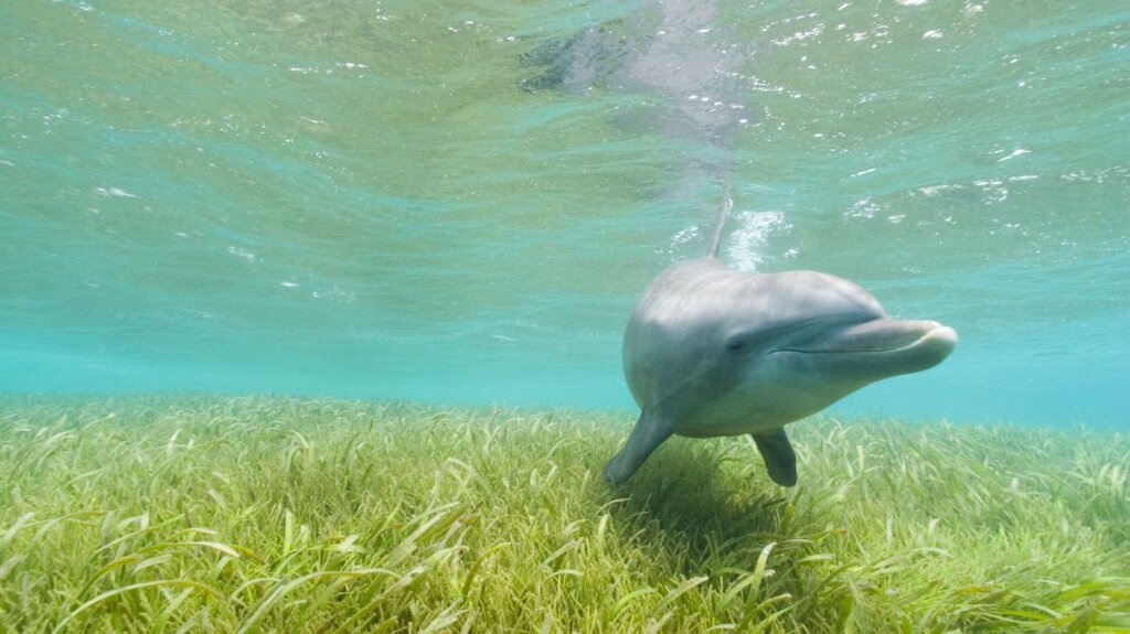 'Sea Bees', Please! Tiny Crustaceans Help Pollinate Underwater