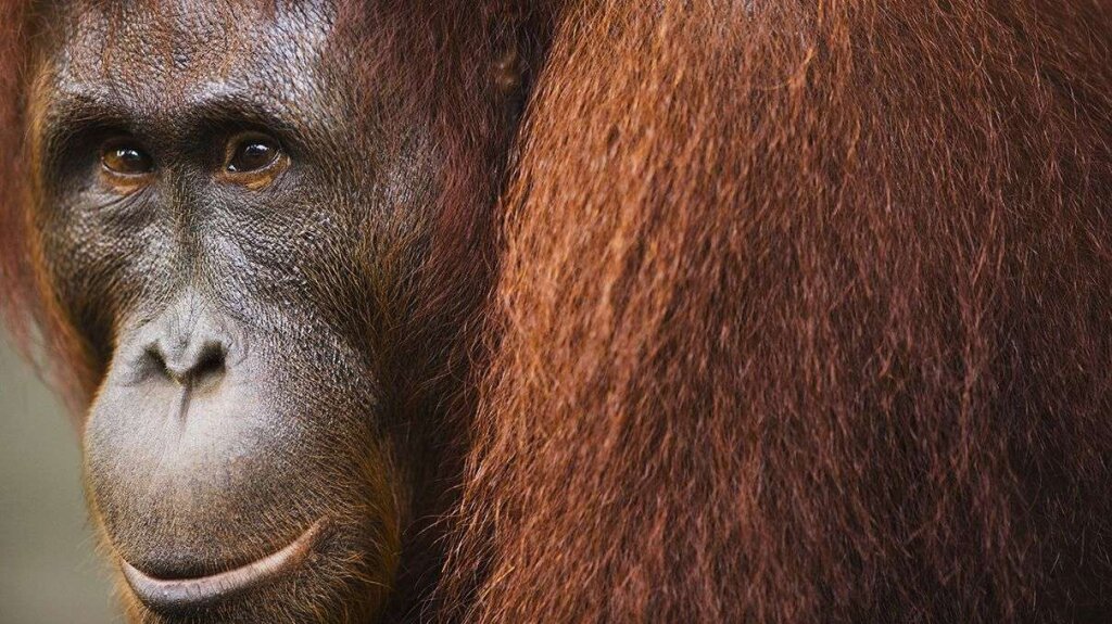  Anatomy  of an Orangutan  Murder HowStuffWorks