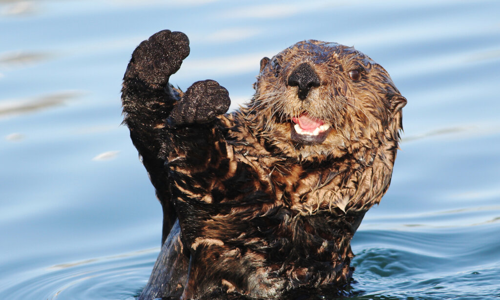 Otter Play Howstuffworks Of Sea Otter Food