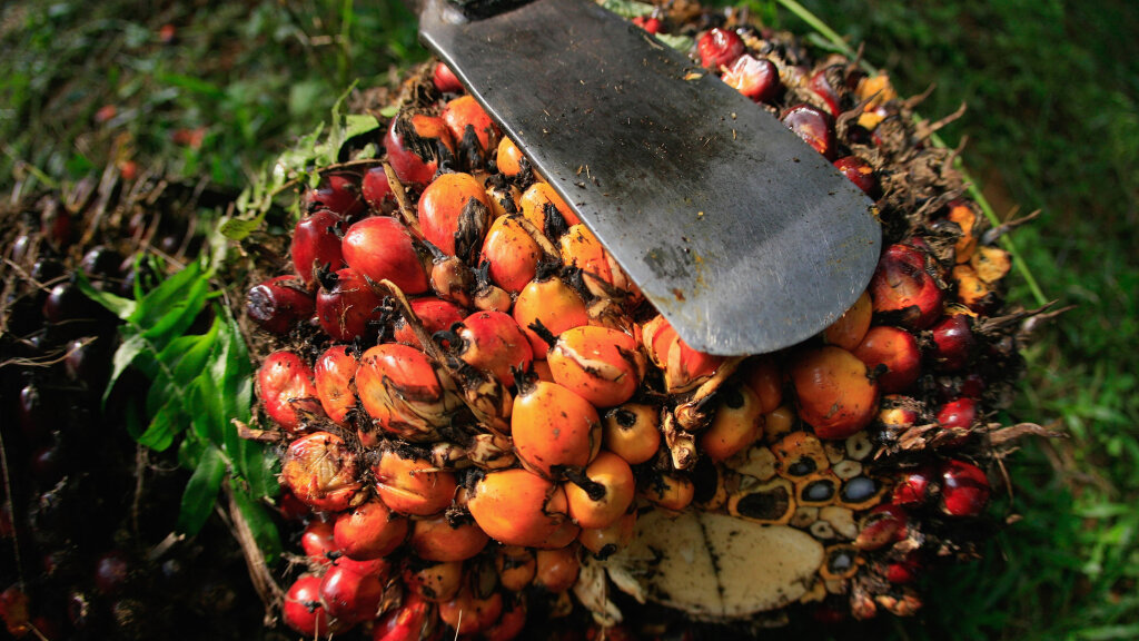 Palm Oil Is Everywhere. Here's Why That Matters. | HowStuffWorks