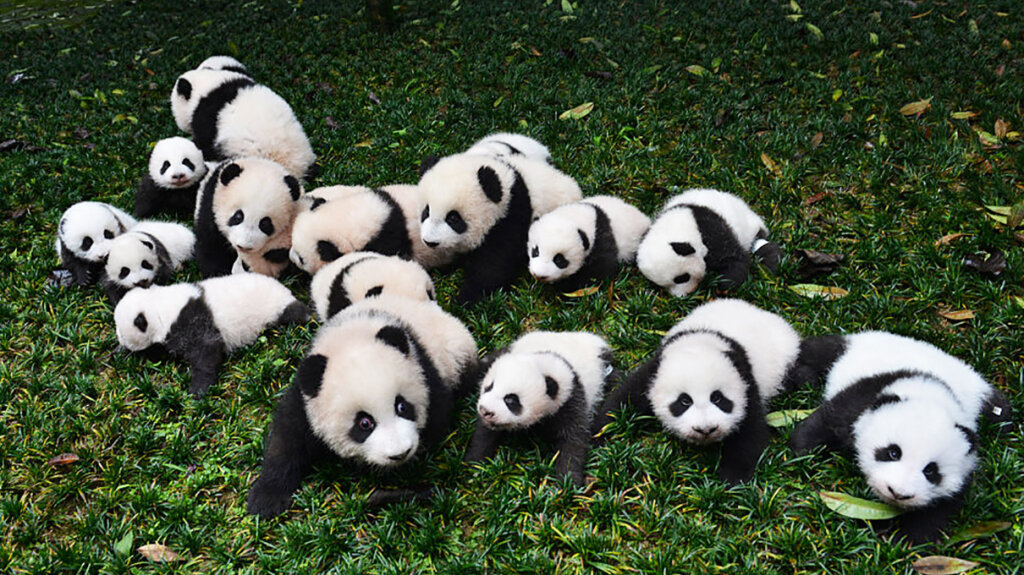 Panda Populations Are Growing, But Their Habitat Remains at Risk