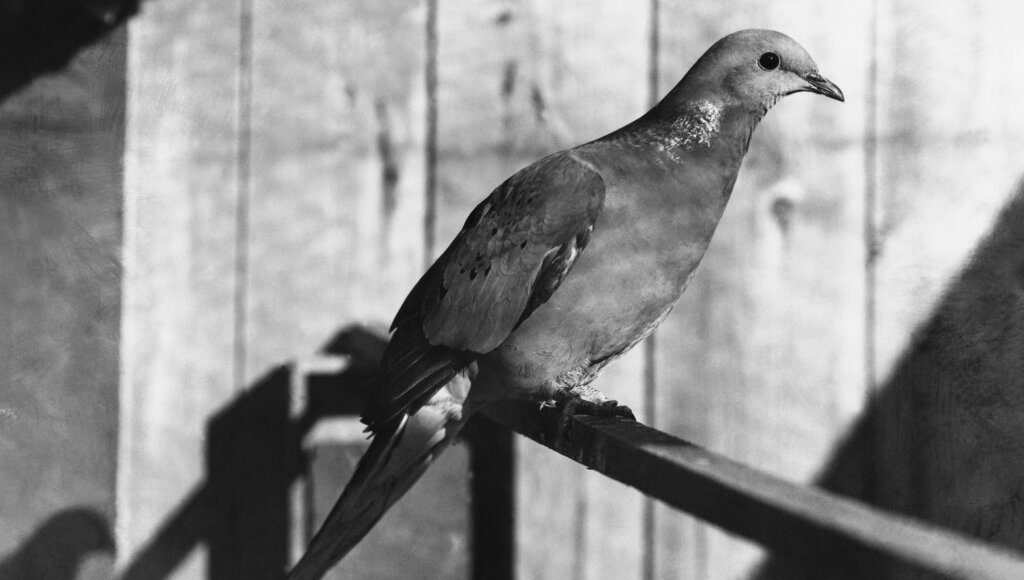 how-did-passenger-pigeons-become-extinct-howstuffworks