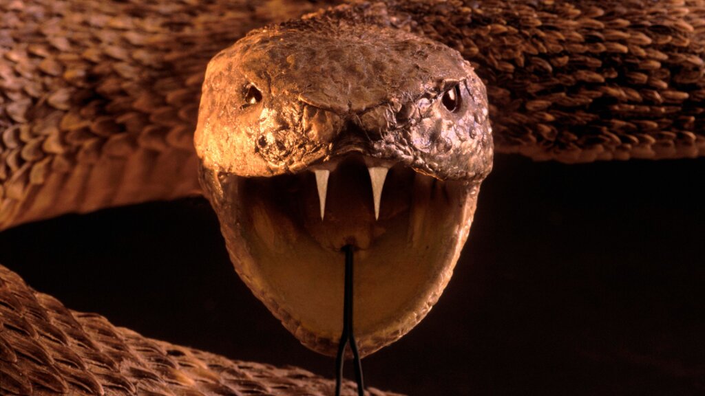 Pit Vipers Can 'See' You, Even In The Dark | HowStuffWorks