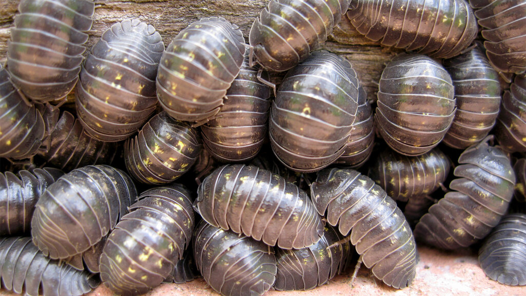 Woodlice. Potato bugs. Pill bugs. Roly polies. They look like a shrimp crossed with an armadillo and they seem to have a different name everywhere the