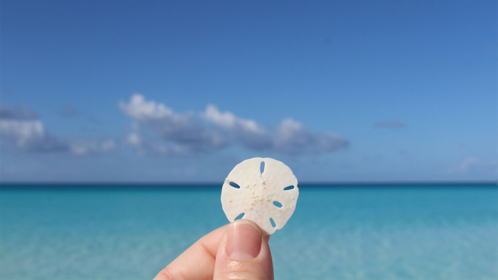 is-it-ok-to-take-sand-dollars-off-the-beach-howstuffworks