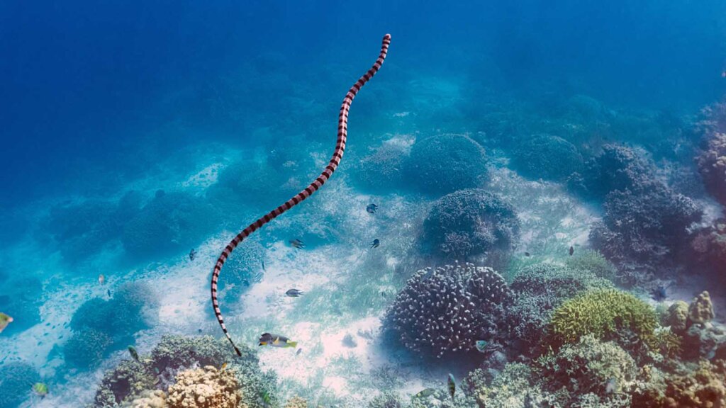 Sea Snakes Can Be More Venomous Than Rattlesnakes | HowStuffWorks