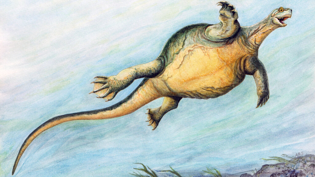 Prehistoric Turtle Had A Toothless Beak But No Shell Howstuffworks,Cars With Small Grills