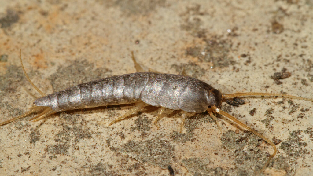 What Are Silverfish and How Do You Get Rid of Them?