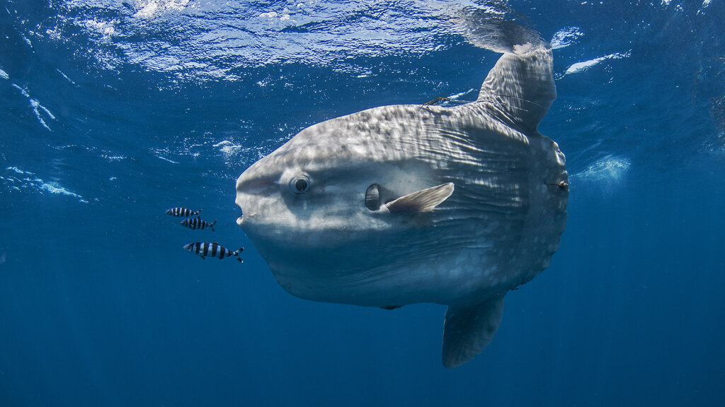 Dive Inside the Weird World of the Ocean Sunfish | HowStuffWorks