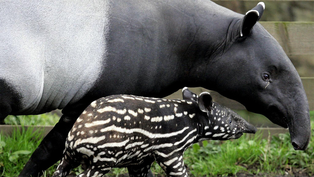 tapir-the-ancient-fruitarian-with-the-tiny-trunk-howstuffworks