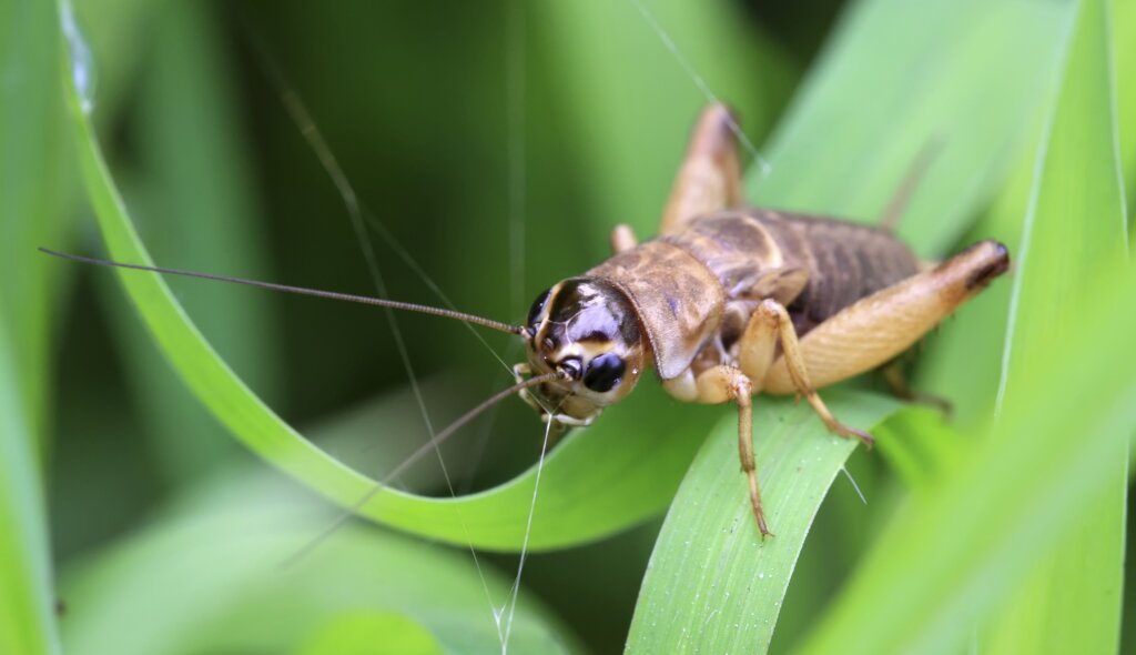 can-you-tell-the-temperature-by-timing-cricket-chirps-howstuffworks