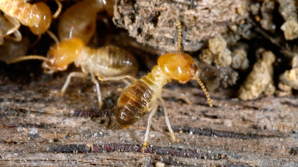 How To Tell If You Have Termites 