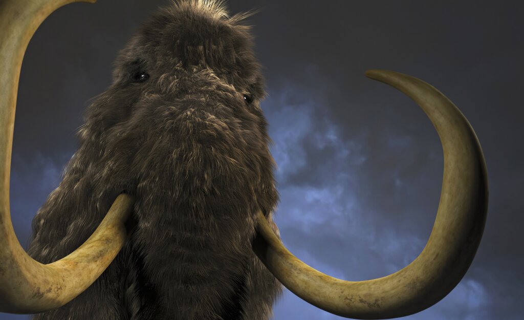 cassius woolly mammoth