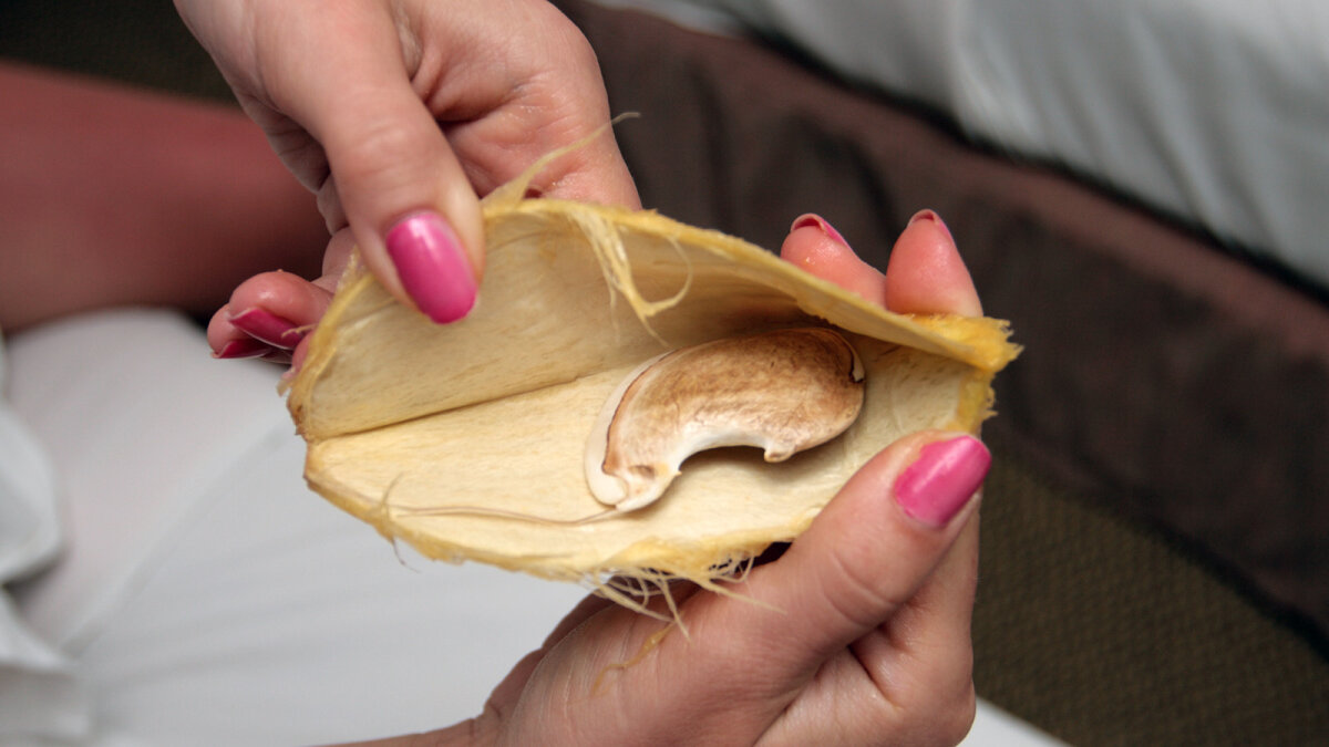 Como Plantar Una Semilla De Mango