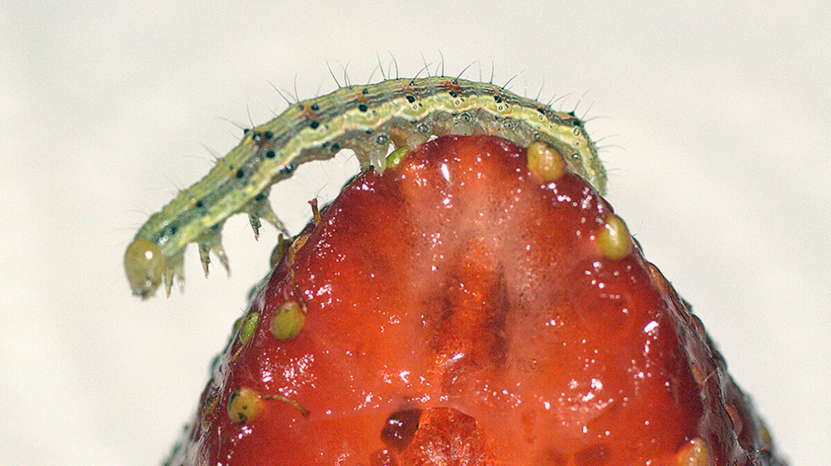 植物は毛虫を共食いにすることで自分自身を守ることができます