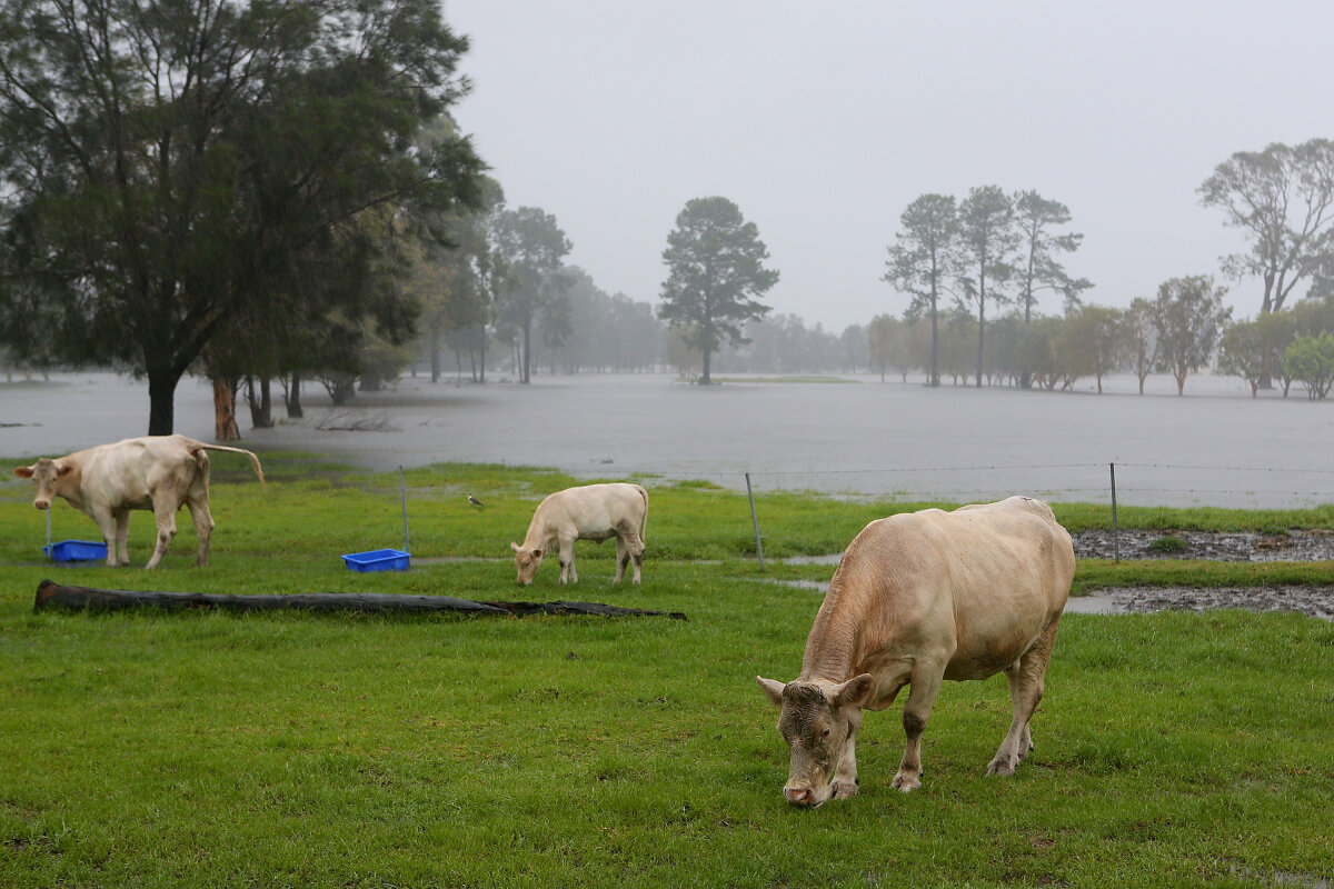 10-ways-animals-supposedly-predict-the-weather-howstuffworks