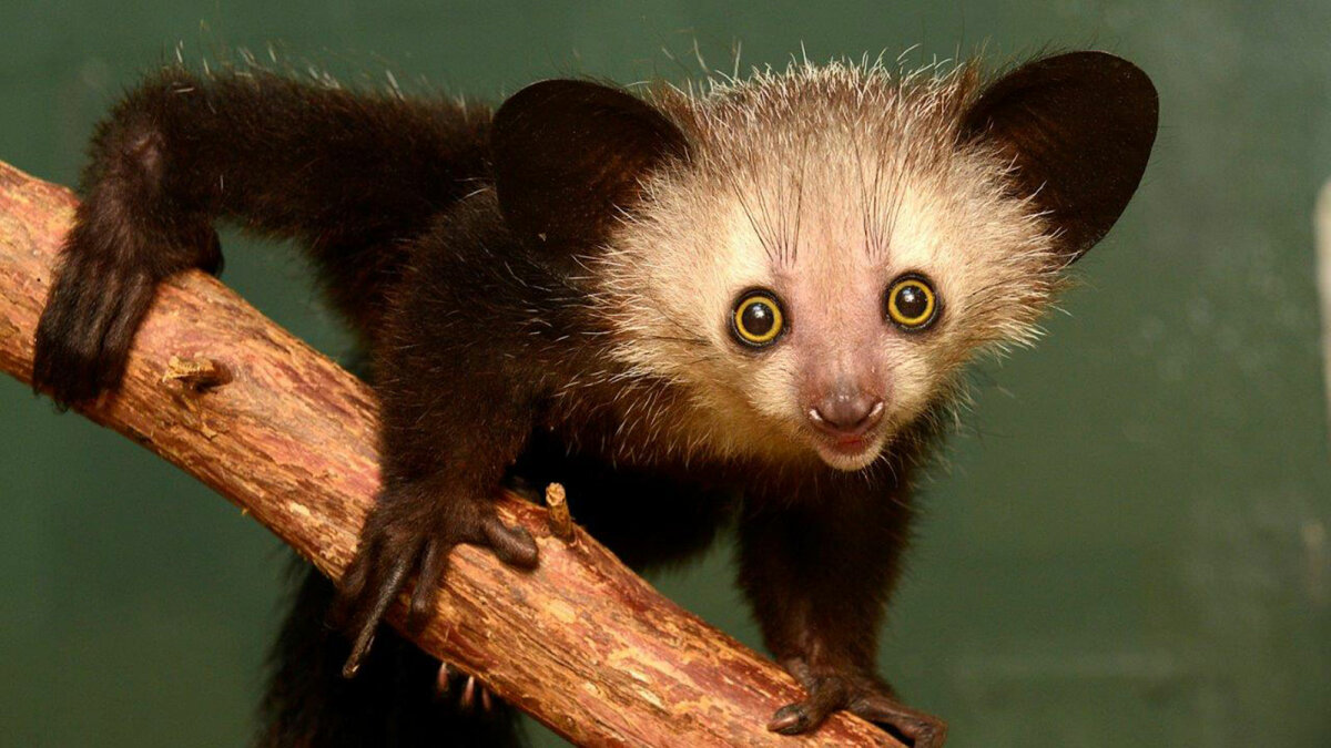 10 Wild Facts About the Aye-Aye, a Most Unlikely Animal