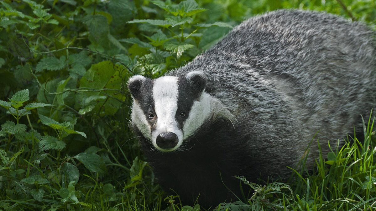 can-you-dig-it-if-you-re-a-badger-you-can-howstuffworks