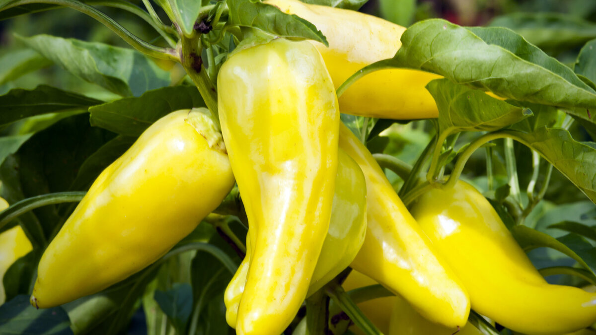 10-creative-ways-to-use-banana-peppers-howstuffworks