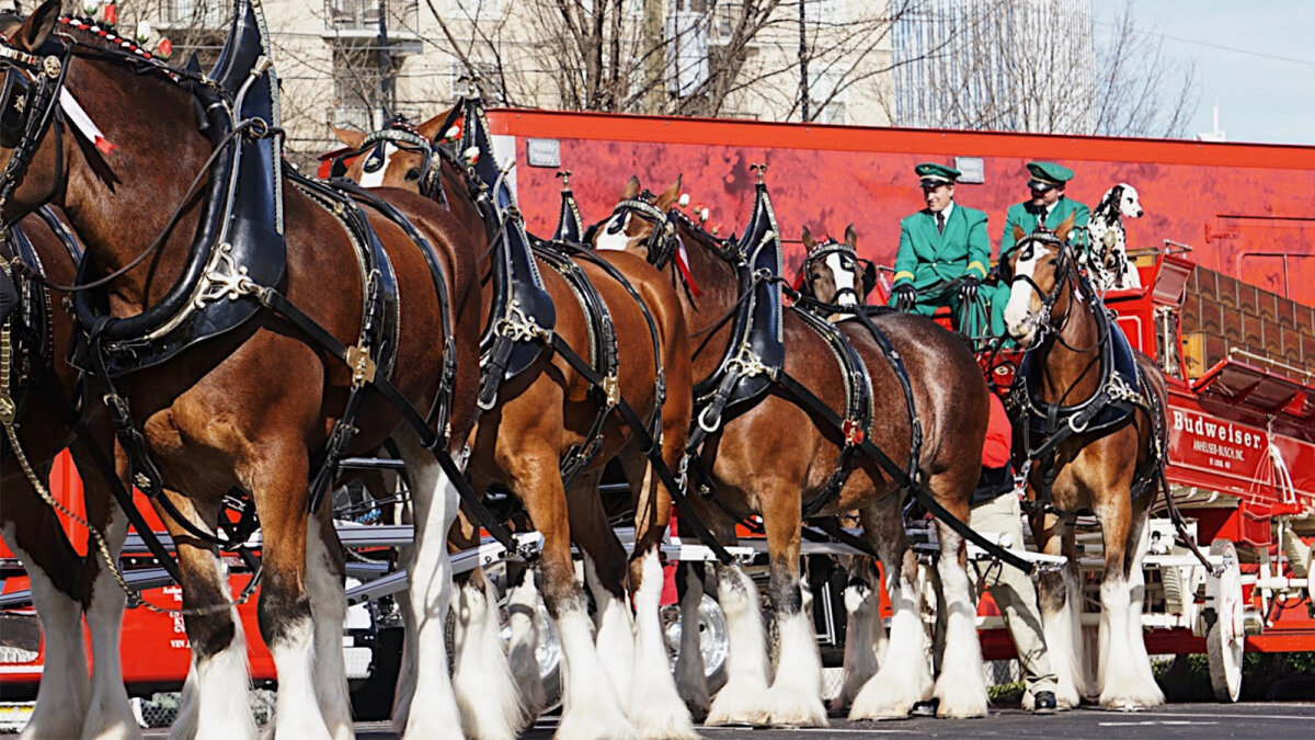 Budweiser's Clydesdales: How These 'Gentle Giants' Came to Symbolize a