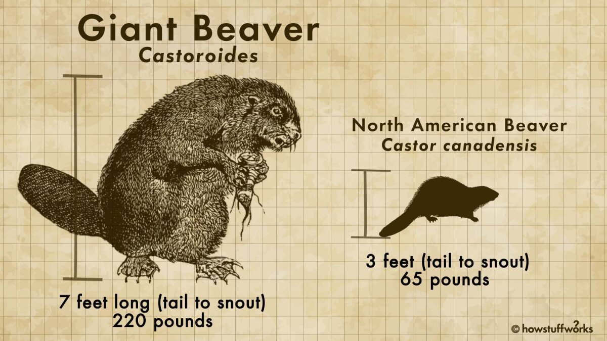 現在絶滅したジャイアントビーバーはクマサイズのビーバーでした