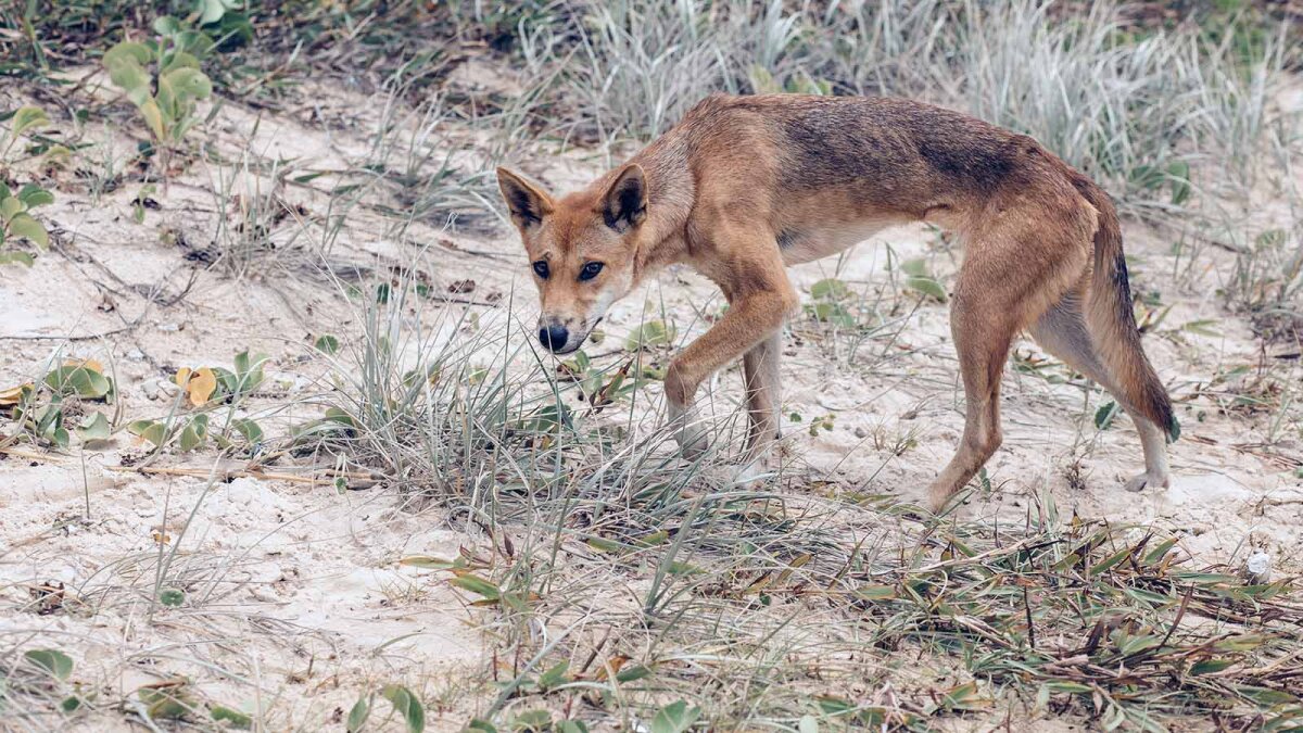 De slaapkamer schoonmaken hoogtepunt Gronden Zijn dingo's gevaarlijk (en at men echt een baby op)?