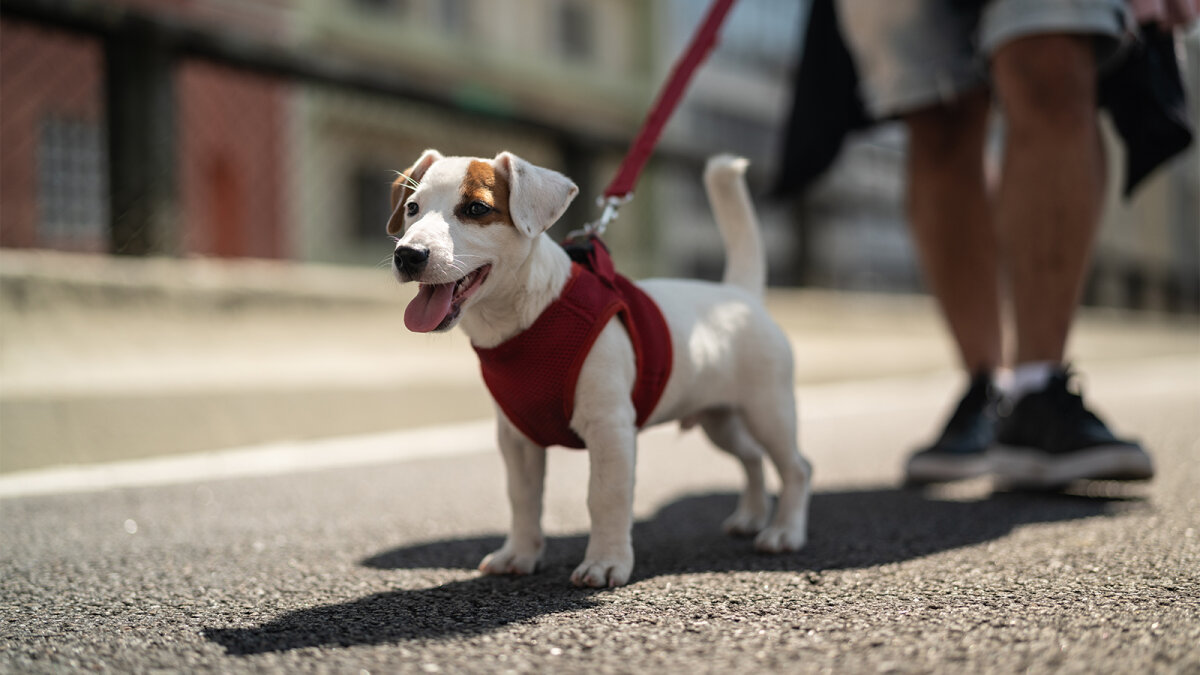 walking your puppy on a leash