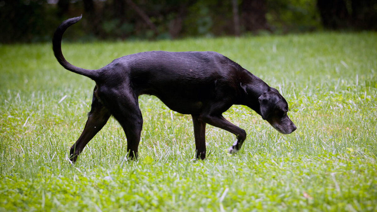 犬は匂いを嗅ぐ能力を失うことができますか