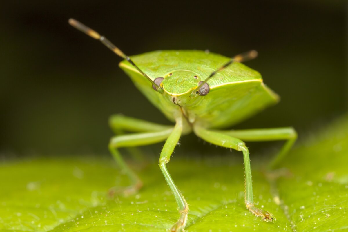 how-many-bug-species-exist-howstuffworks