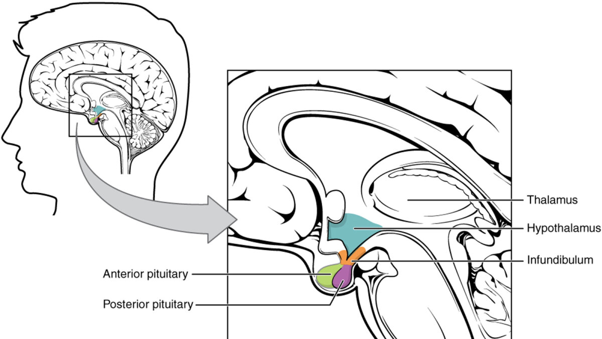 feeling-hungry-tired-moody-thank-your-hypothalamus-howstuffworks