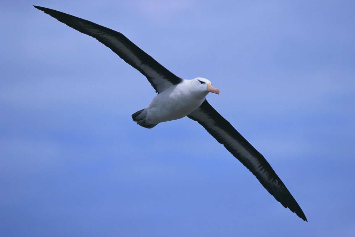 why-is-it-bad-luck-to-kill-an-albatross-howstuffworks