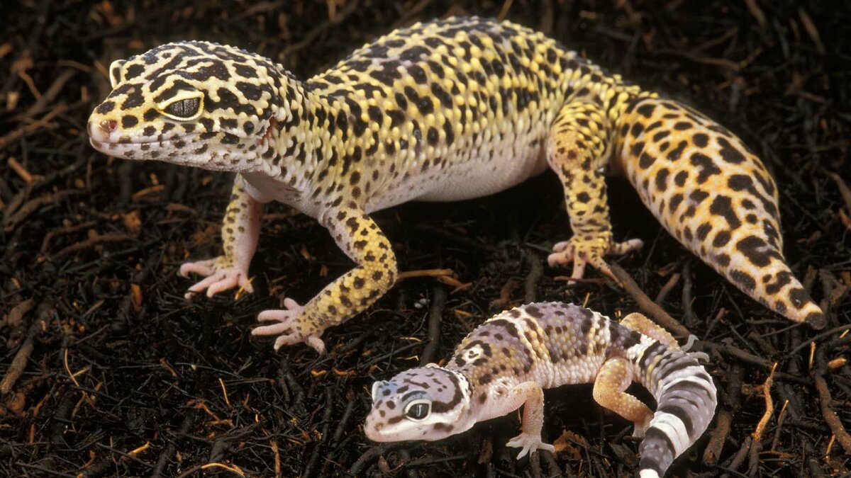 PetSmart Leopard Gecko. 