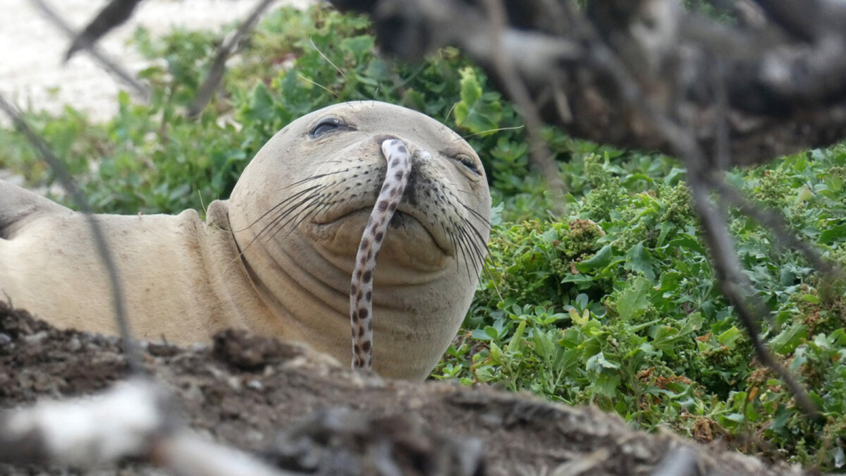 por-qu-las-focas-monje-se-meten-anguilas-por-la-nariz