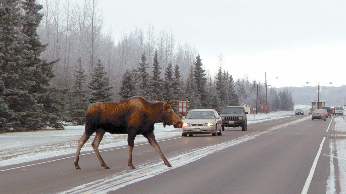 Would Your Car Pass the Moose Test? | HowStuffWorks